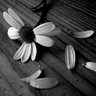 ZeedWinter's profile picture. Solo yo, mi aburrimiento, espontaneidad... y así.