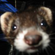 docputer's profile picture. I specialize in pushing wordpress to its limits,building systems, KC Chiefs Fan, KU Fan