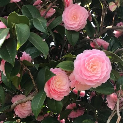 yuriko_213's profile picture. お笑い、舞台、演劇、ミュージカル、駅伝観戦が好きです。