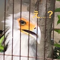 大テキナ (@disaster_6933) 's Twitter Profile