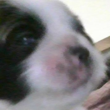 HarveyB71111's profile picture. I love my dogs