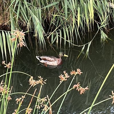 elpatowuaskero's profile picture. ola soy un pato comotas tu