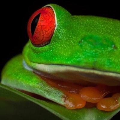 BrandonHigh's profile picture. 