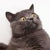 Former astonished cat (@DogLoverOfPI) Twitter profile photo