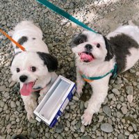 Avah Chen (@simplychummywp) 's Twitter Profile