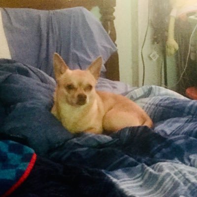 Owned by a Chihuahua .Allergic to republicans. Enjoying retirement in a small Cottage by the Beach. I also love Democracy and my Country. 😎🙏💙🇺🇸❤️
