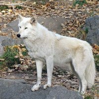 Wolf Lovers(@Wolflovers78) 's Twitter Profile Photo