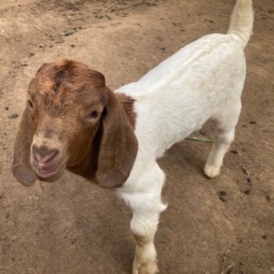 Commercial Boar Goat farmer for breeding & meat, Dairy & Robusta Coffee Farmer (Cutting), Founder @MartoMixedFarm