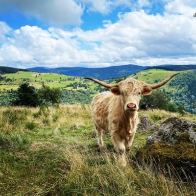 Maman imparfaite exilée en Montagne 🏔 ex-Archéologue Inrap reconvertie, Geek, Saxoponiste🎷Sophrologue VidéoGameuse 🎮Japonophile⛩ Ludiste🎲 et pire encore 😇