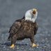 Eagle (@theeagleblogger) Twitter profile photo