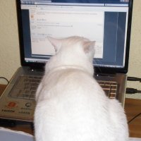 A saber (@hierbasrojas) 's Twitter Profile