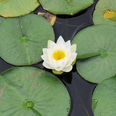HwaroPoet's profile picture. An amateur poet who writes syllabic poetry, such as #sijo, #haiku, and #tanka.