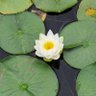 HwaroPoet's profile picture. An amateur poet who writes syllabic poetry, such as #sijo, #haiku, and #tanka.