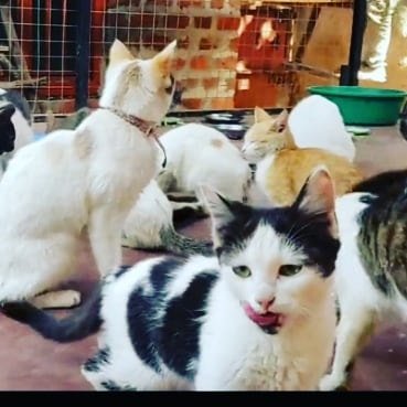 Be hand that light up acandle for others ,we focus on put asmile on animals faces😁😁😄
