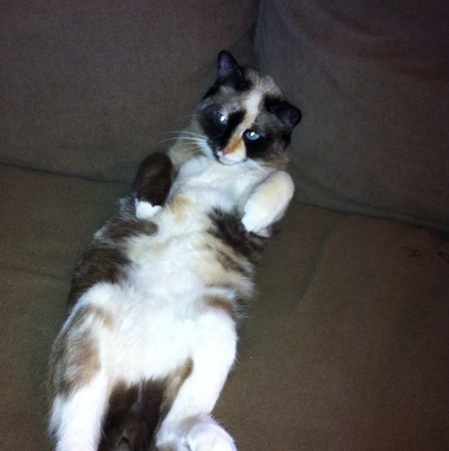 LetItBeYoga's profile picture. Family,Food, Passion, Yoga, Fun:)