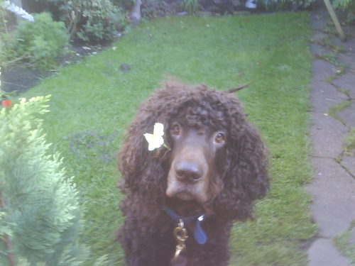 Loves Irish water spaniels