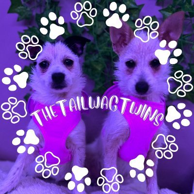 TheTailWagTwins consist of:
Token Marie & Ella Bella
Two Supermutts from Springfield, MO who are here to show off their adventures around the town! 🐶 🐾