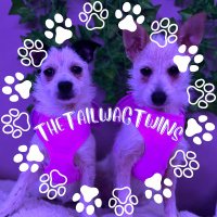 Token Marie and Ella Bella 🐾(@TheTailWagTwins) 's Twitter Profile Photo