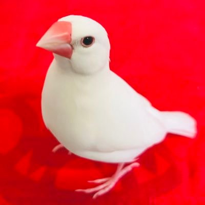 sa10c_hi's profile picture. 18年夏から一緒の文鳥のはなちゃんAKA Kawaeeeeeﾁｬﾝ7さい！鳥垢です。いいね、コメントありがとうございます𓅫𓅫𓅫𓅫𓅫𓁉無言フォロ失礼します