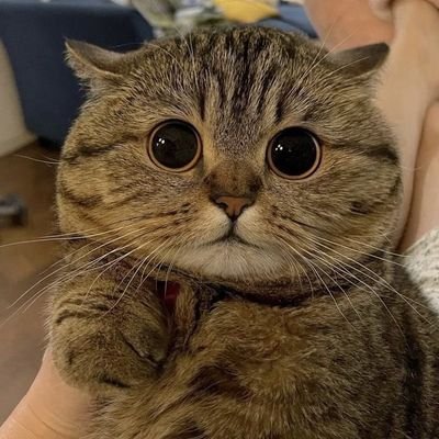 😺😸😹😻😼😽🙀😿😾🐱
