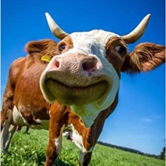 MoCowbells's profile picture. A father/husband/gamer going through his midlife crisis, but instead of buying a convertible, I play PUBG.  #PUBGSeniorLeague

🇺🇸🇰🇷