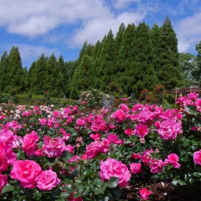 rosetea25759517's profile picture. 