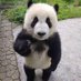 パンダ社長プラス🐼ྀི🌈 (@pro_s_plus) Twitter profile photo パンダ社長プラス🐼ྀི🌈 (@pro_s_plus) Twitter profile photo