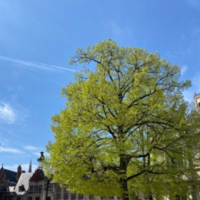 toninvestment's profile picture. 投資初心者。撤退しないようにを目標に。