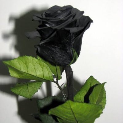 Manuelmexx's profile picture. Dar sin esperar 🎆