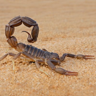 Scorpions are magnificent creatures to me