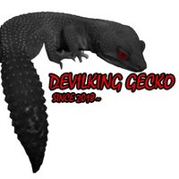 Devilking reptiles(@devilkinggecko) 's Twitter Profile Photo