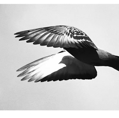 onkotfnkdfbb's profile picture. 