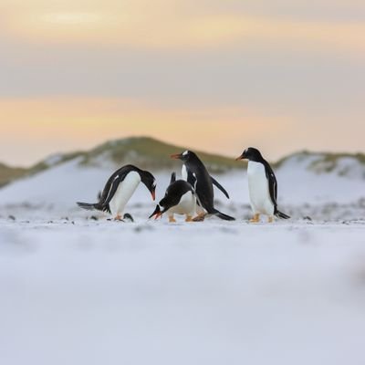 Mystery_tov's profile picture. 