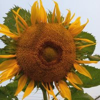 🌻 sunflower 🌻(@GeneralUser3) 's Twitter Profileg