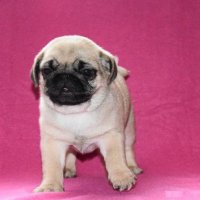 Mops (@mopsik11) 's Twitter Profile Photo