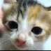 ( •̀ɷ•́ )ぷいきゅあがんばえーヽ(^。^)丿尿療法最初は一滴二滴飲むことからはヽ(^o^)丿 (@sabakonokami) Twitter profile photo ( •̀ɷ•́ )ぷいきゅあがんばえーヽ(^。^)丿尿療法最初は一滴二滴飲むことからはヽ(^o^)丿 (@sabakonokami) Twitter profile photo