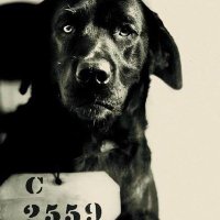 Avuveto (@avuveto) 's Twitter Profile