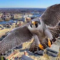 Falcon Watch & Chat (Alison) (@falconwatch_) 's Twitter Profile Photo Falcon Watch & Chat (Alison) (@falconwatch_) 's Twitter Profile Photo