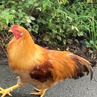 チキンマン (@masahava) Twitter profile photo