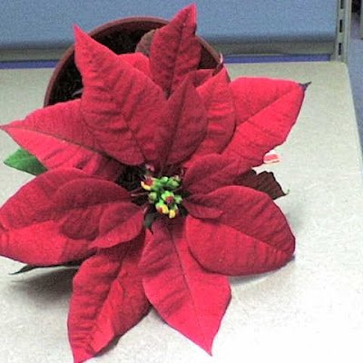 BroomesMic37993's profile picture. 