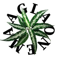 熱帯デザイン.com@SUZURI (@plantsdesign_s) Twitter profile photo