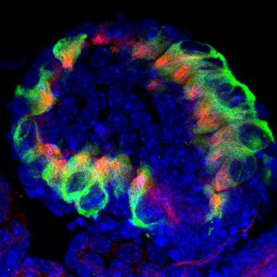 wan_guoqia23679's profile picture. Principal investigator, medical school of Nanjing Univ, China. Broad interests in genetics, development and regeneration of the auditory system.