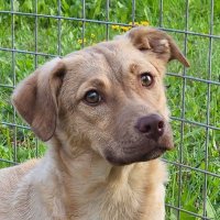 Dorothy/Dottie( and lola & lady 🌈)(@gilbo21) 's Twitter Profile Photo