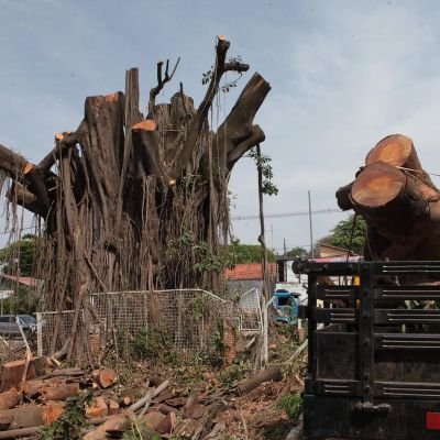 Fiscalização das árvores arrancadas sem qualquer critério pela Prefeitura de Campinas.