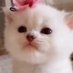 bu (@chubbybu_) Twitter profile photo bu (@chubbybu_) Twitter profile photo