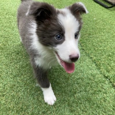 bordercollieRui's profile picture. ボーダーコリーのルイ🐶2022年6月28日生まれの女の子🍰