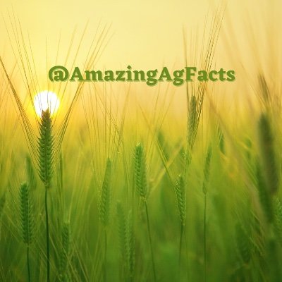 Agriculture positively impacts us in so many ways with safe, abundant and affordable food, fuel and fiber.

We hope you enjoy amazing facts about American ag.