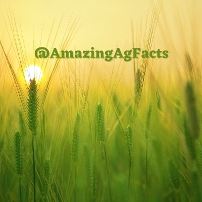 AmazingAgFacts's profile picture. Agriculture positively impacts us in so many ways with safe, abundant and affordable food, fuel and fiber.

We hope you enjoy amazing facts about American ag.