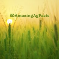 Amazing Ag Facts(@AmazingAgFacts) 's Twitter Profile Photo