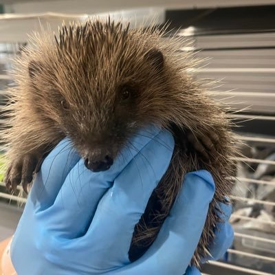 Hospital for sick, injured & orphaned wild hedgehogs. Donate https://t.co/t79wTSnvsS 
https://t.co/InuP9ejGQ6